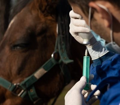 How Do Lab Tests Aid Equine Orthopedic Surgery?