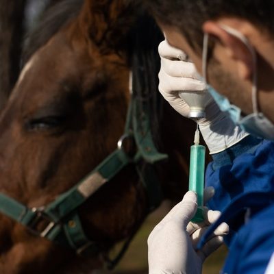 How Do Lab Tests Aid Equine Orthopedic Surgery?