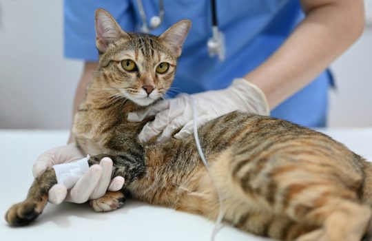 How Can Regular Grooming Prevent Pet Health Issues? How Can Regular Grooming Prevent Pet Health Issues?