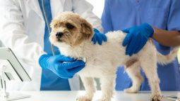 How Do I Choose an Emergency Vet for My Pet?