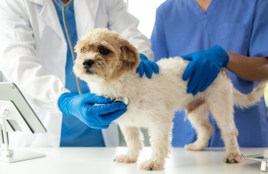 How Do I Choose an Emergency Vet for My Pet?