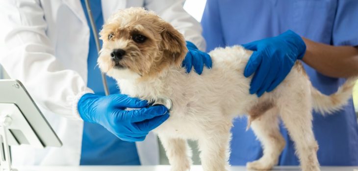 How Do I Choose an Emergency Vet for My Pet?