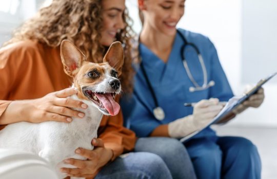 How Do Lab Results Influence Pet Dental Treatment?