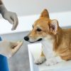 Why is Anesthesia Important for Pet Surgery?