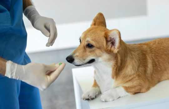 Why is Anesthesia Important for Pet Surgery?