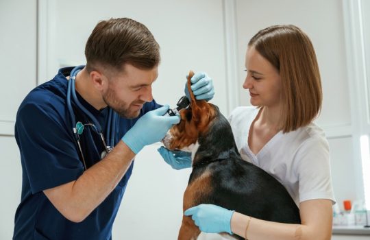 Why Is Pet Laser Therapy Included During Routine Exams?