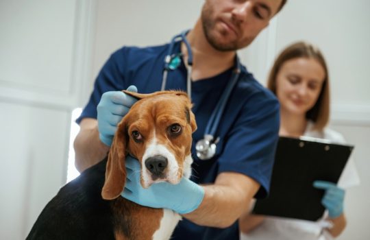 How Does Parasite Prevention Work While Boarding? How Does Parasite Prevention Work While Boarding?