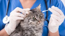 When Should You Start Behavioral Training for Your Pet?