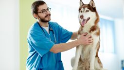 Can Dental Issues Cause Serious Health Problems in Pets?