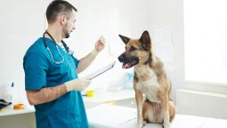 How Do Vaccines Reduce Pet Surgery Risks?