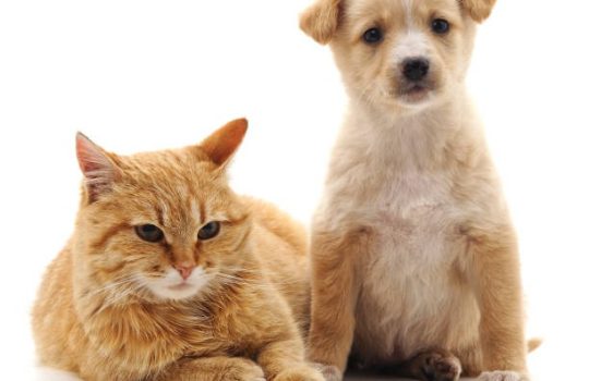 Who Performs My Dog’s Orthopedic Surgery?