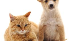 How Do I Know if My Pet Has Cancer? Signs to Watch Out For