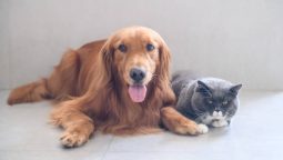 When Should I Take My Pet to an Emergency Animal Hospital?