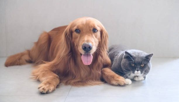 When Should I Take My Pet to an Emergency Animal Hospital?