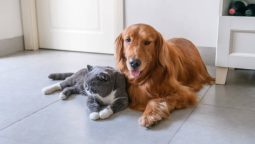 How Can I Administer First Aid to My Pet in an Emergency?