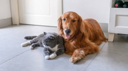 How Can I Administer First Aid to My Pet in an Emergency?