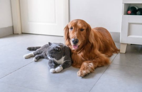 How Can I Administer First Aid to My Pet in an Emergency?