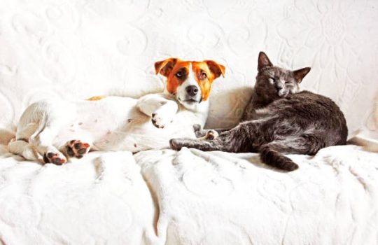 When Should You Rush Your Pet to Urgent Care?