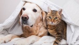 How Can Wellness Exams Improve My Pet’s Quality of Life?