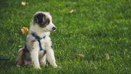 How Veterinary Services Contribute to Your Pet’s Well-being