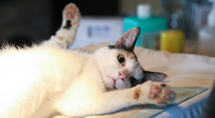 Why Spay or Neuter Your Pet Early?