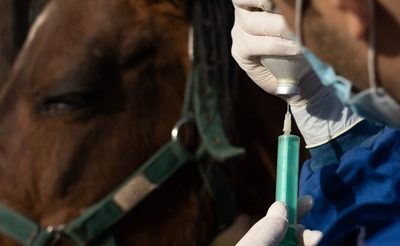 How Do Lab Tests Aid Equine Orthopedic Surgery?