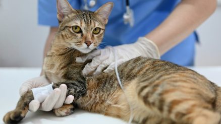 How Can Regular Grooming Prevent Pet Health Issues?
