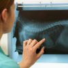 Why Is Early Detection Important in Pet Cancers?