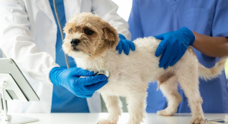 How Do I Choose an Emergency Vet for My Pet?