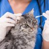 When Should You Start Behavioral Training for Your Pet?