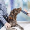 Why Do Vets Recommend Pet Wellness Plans?