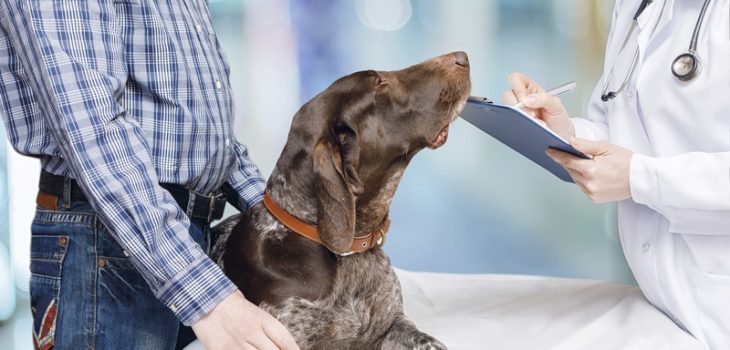 Why Do Vets Recommend Pet Wellness Plans?