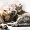What Are the Newest Advances in Veterinary Internal Medicine?