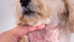 What Are Common Signs of Pet Allergies in Dogs and Cats?