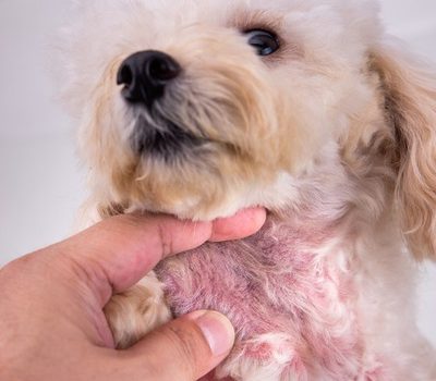 What Are Common Signs of Pet Allergies in Dogs and Cats?