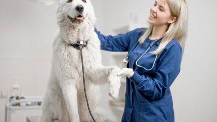 Why Is Timely Care Critical in Pet Emergencies?