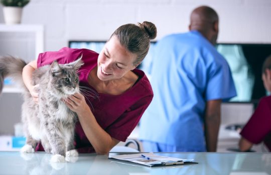 How Do Chronic Conditions Affect Pet Surgery Decisions?