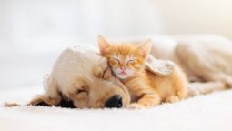 What Should I Expect During a Comprehensive Pet Wellness Visit? What Should I Expect During a Comprehensive Pet Wellness Visit?