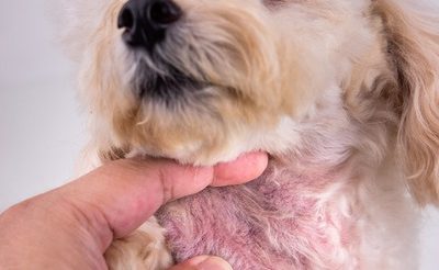 What Are Common Signs of Pet Allergies in Dogs and Cats?