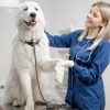 Why Is Timely Care Critical in Pet Emergencies?