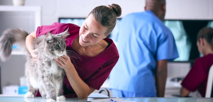 How Do Chronic Conditions Affect Pet Surgery Decisions?