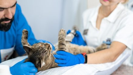 What Role Does Nutrition Play in Exotic Pet Internal Medicine?