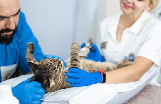 What Role Does Nutrition Play in Exotic Pet Internal Medicine?