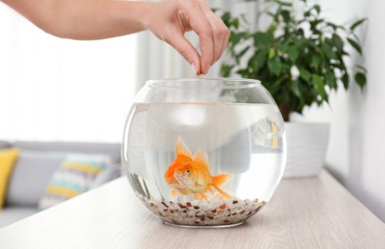 How Does Aquatic Veterinary Care Differ From Traditional Pet Care?