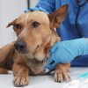 How Do Emergency Vets Handle Critical Pet Situations?