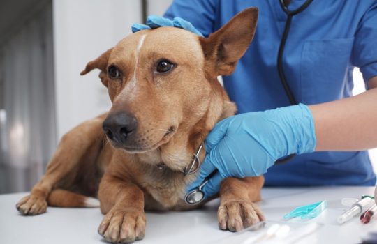 How Do Emergency Vets Handle Critical Pet Situations?