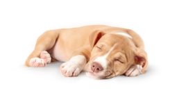 Why Should I Visit a Veterinary Specialist for My Pet?