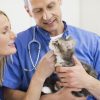 What Heart Problems in Pets Require Surgical Intervention?