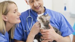 What Heart Problems in Pets Require Surgical Intervention?