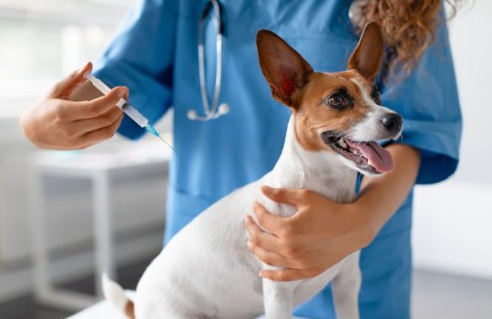 How Do Pet Vaccinations Work to Protect My Pet?